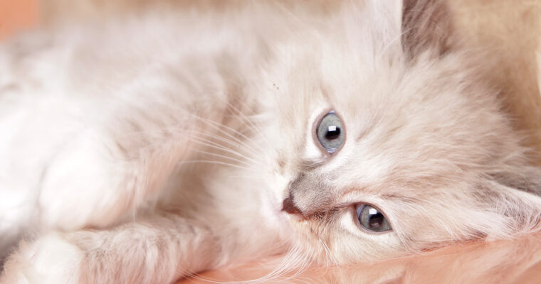 I just dont feel like doing the cat breeder thing today