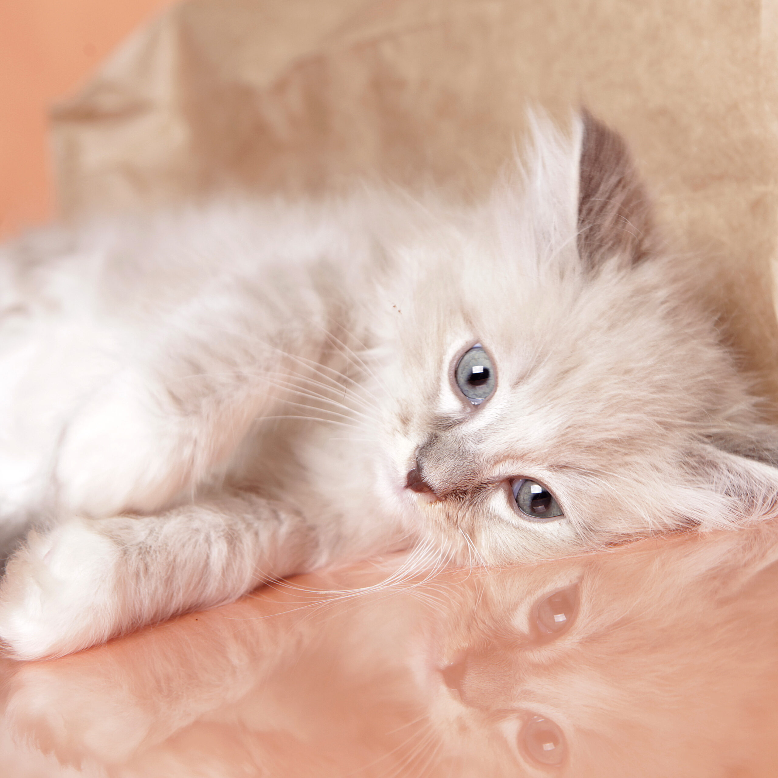 I just dont feel like doing the cat breeder thing today