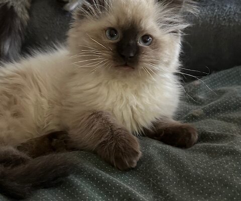 So you have kittens!