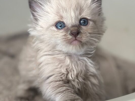 What happens as your kitten grows?