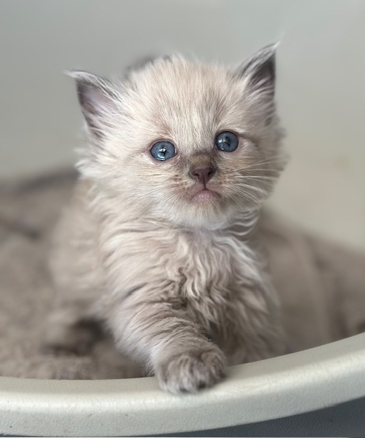 What happens as your kitten grows?