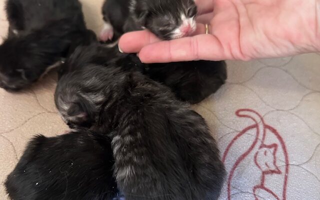 What happens as your kittne grows