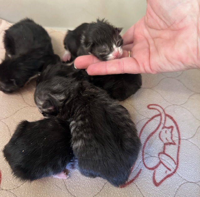 What happens as your kittne grows