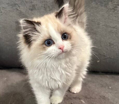 So you want to be a breeder!