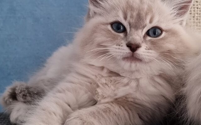 Different types of buyers