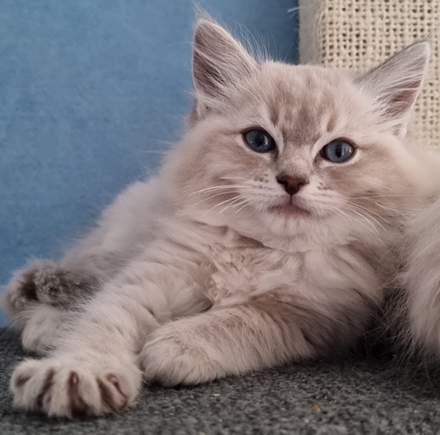 Different types of buyers